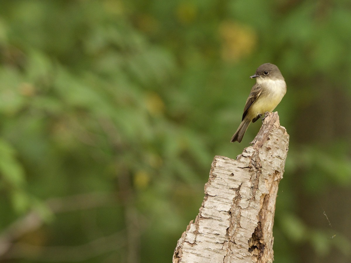 Eastern Phoebe - ML381077131