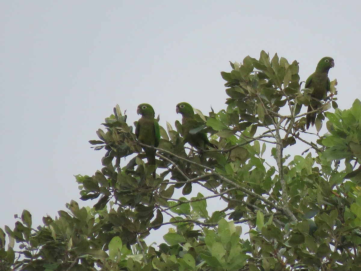 Olive-throated Parakeet - Jafeth Zablah