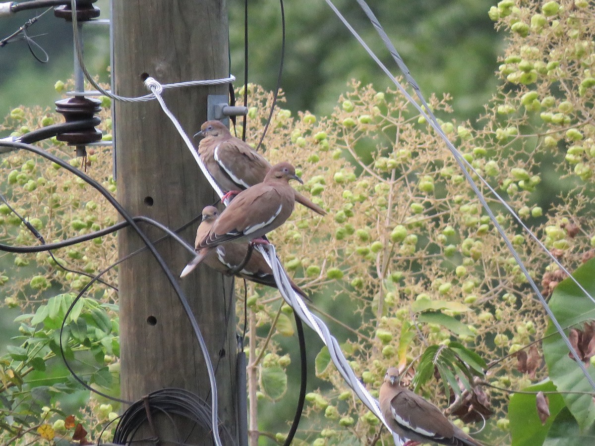 White-winged Dove - ML381077361