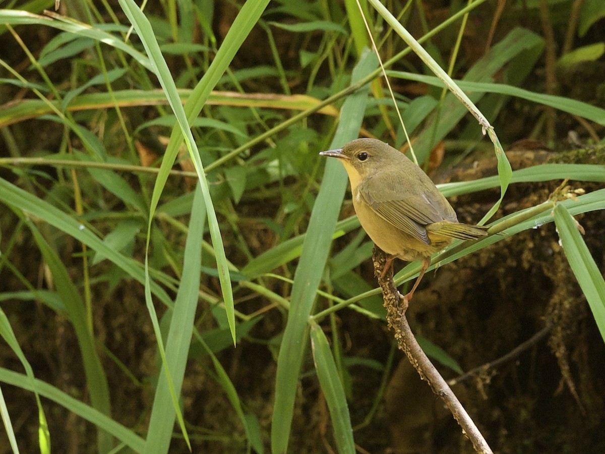 Paruline masquée - ML381077561