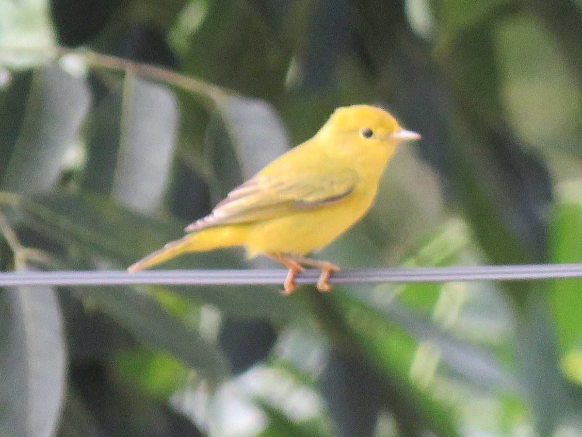 Yellow Warbler - Jafeth Zablah