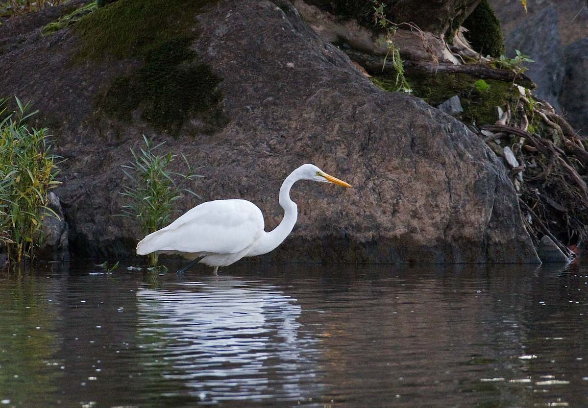 Great Egret - ML381078551