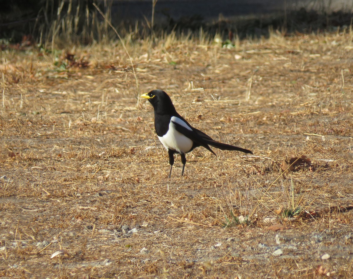 Yellow-billed Magpie - ML381079381