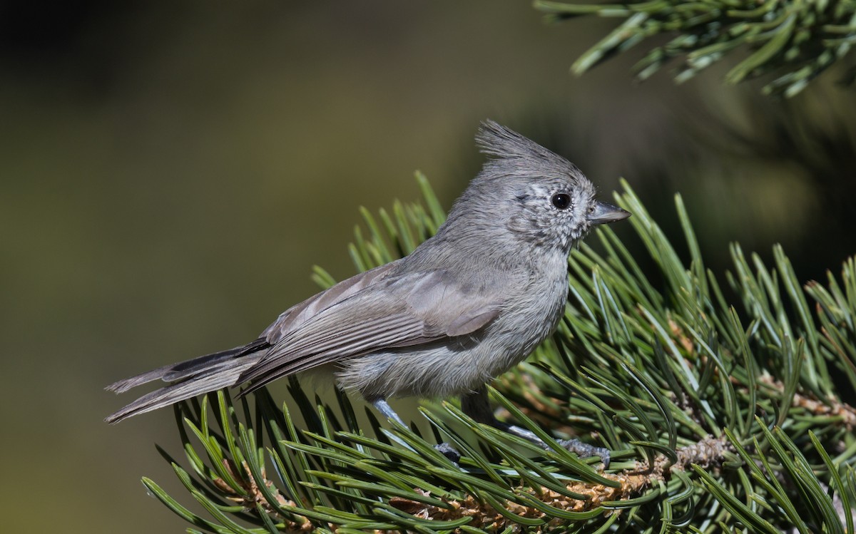 Juniper Titmouse - ML381081031