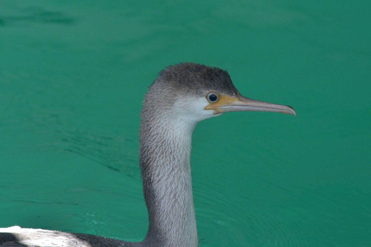 Spotted Shag - ML38108111