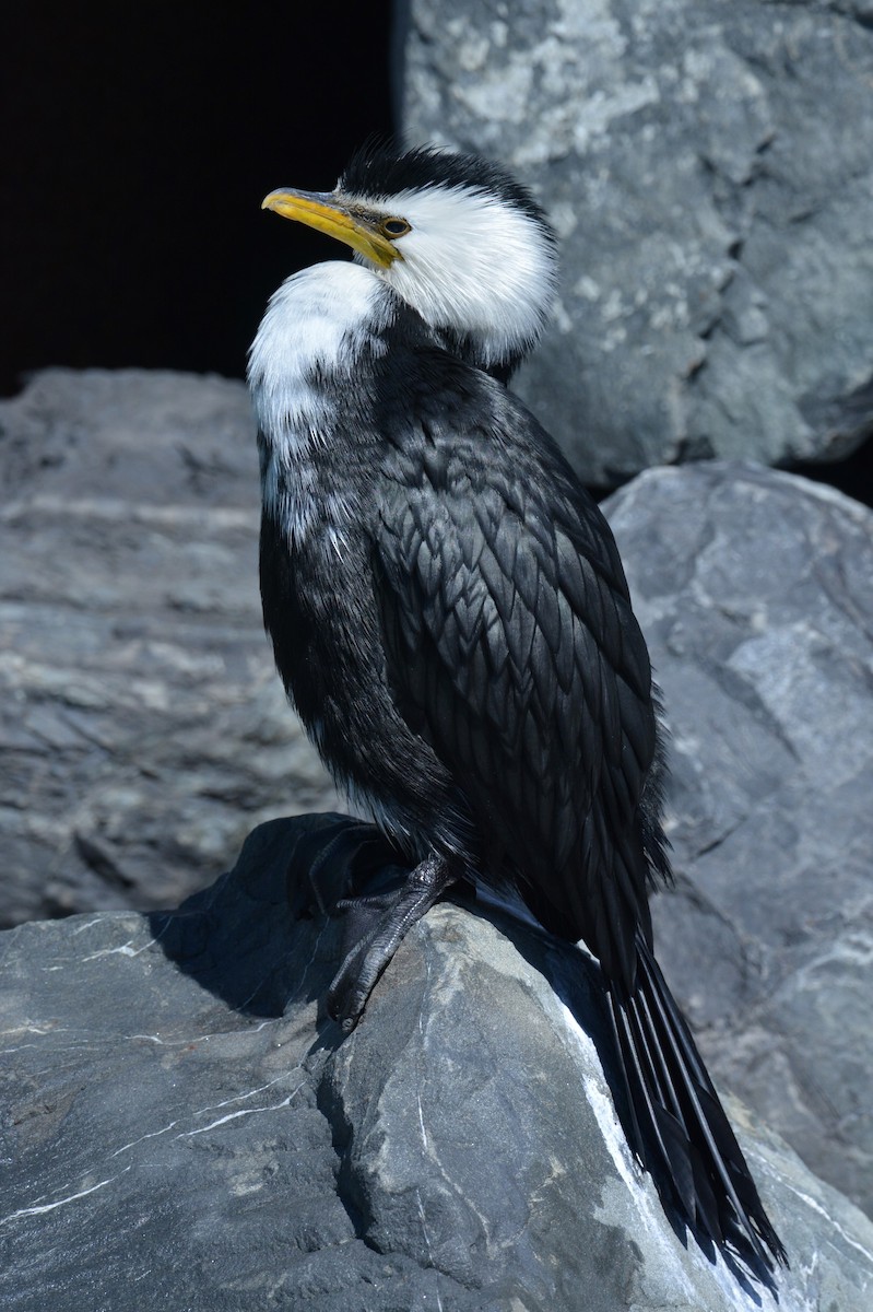 Little Pied Cormorant - ML38108121