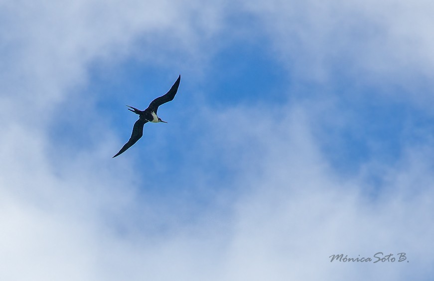 Great Frigatebird - Mónica Soto Barahona