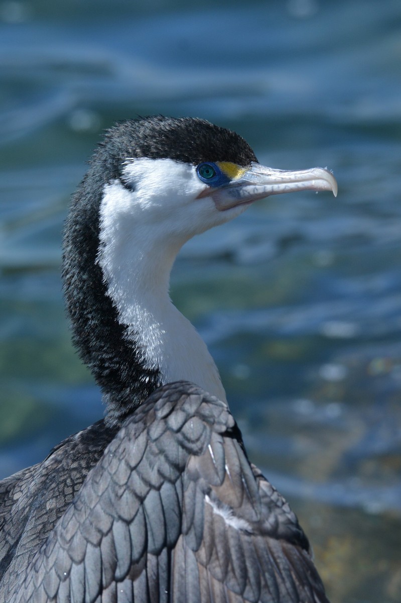 Pied Cormorant - ML38108151