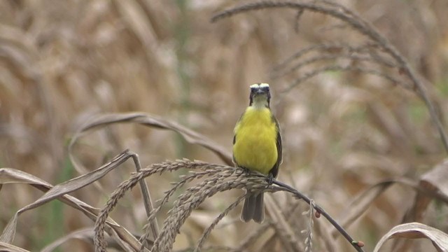 Social Flycatcher - ML381081741