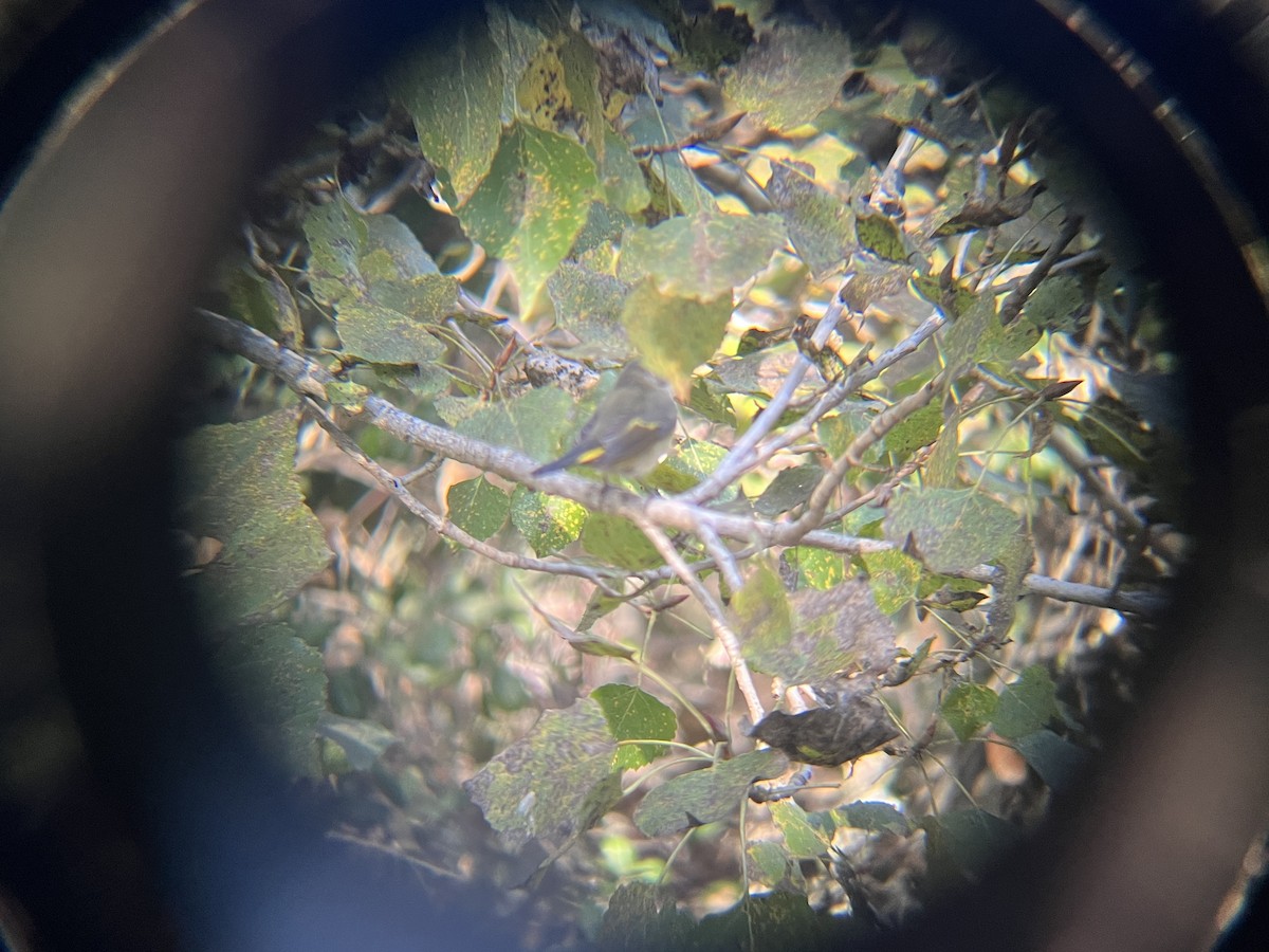 American Redstart - ML381081881