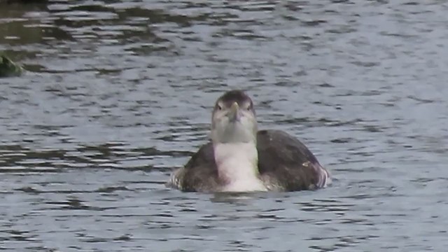 gulnebblom - ML381082931