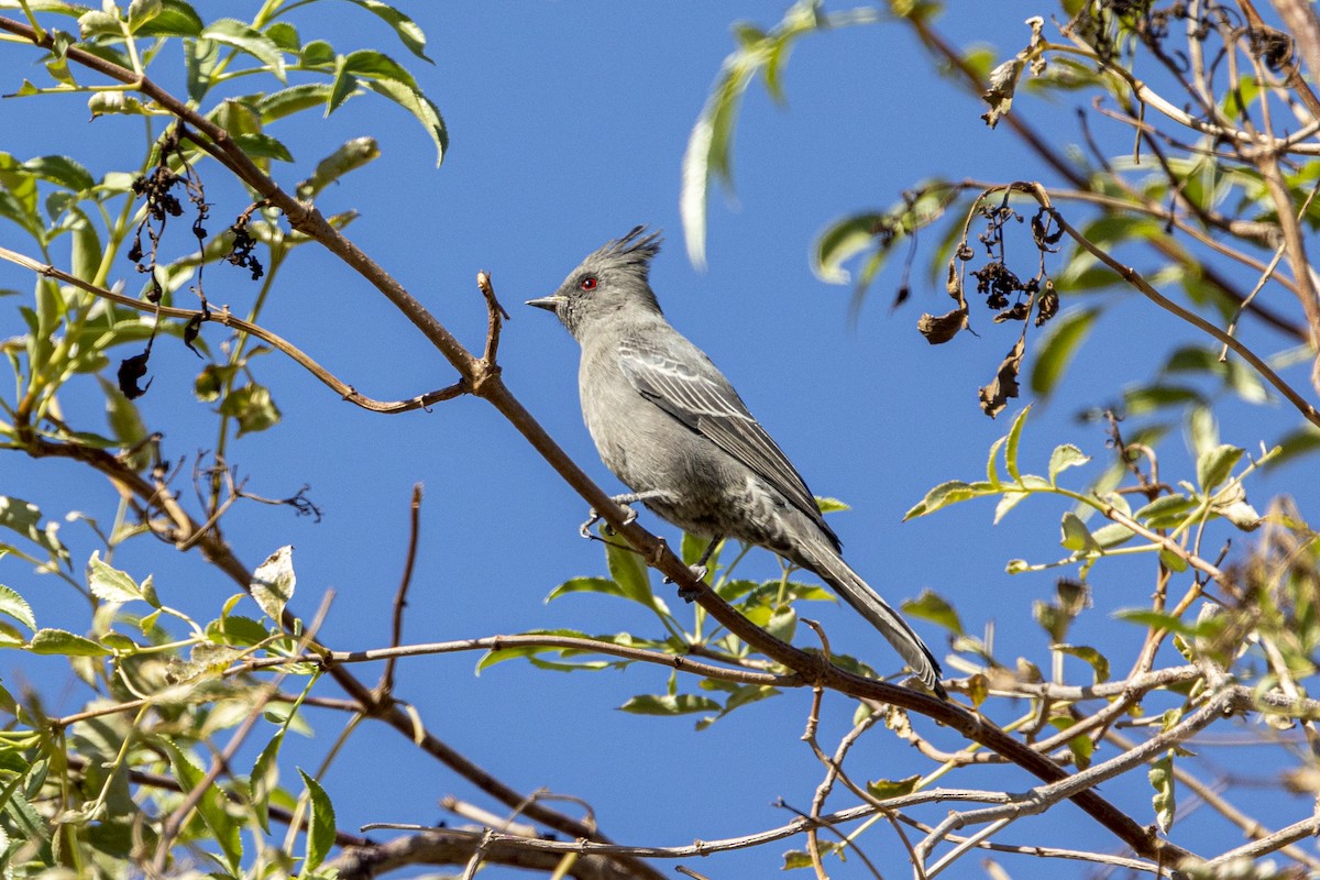 Trauerseidenschnäpper - ML381083181