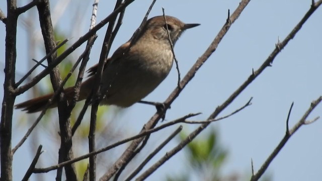 Sharp-billed Canastero - ML381083641