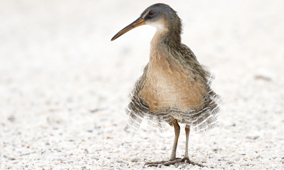 Clapper Rail - Aaron Boone