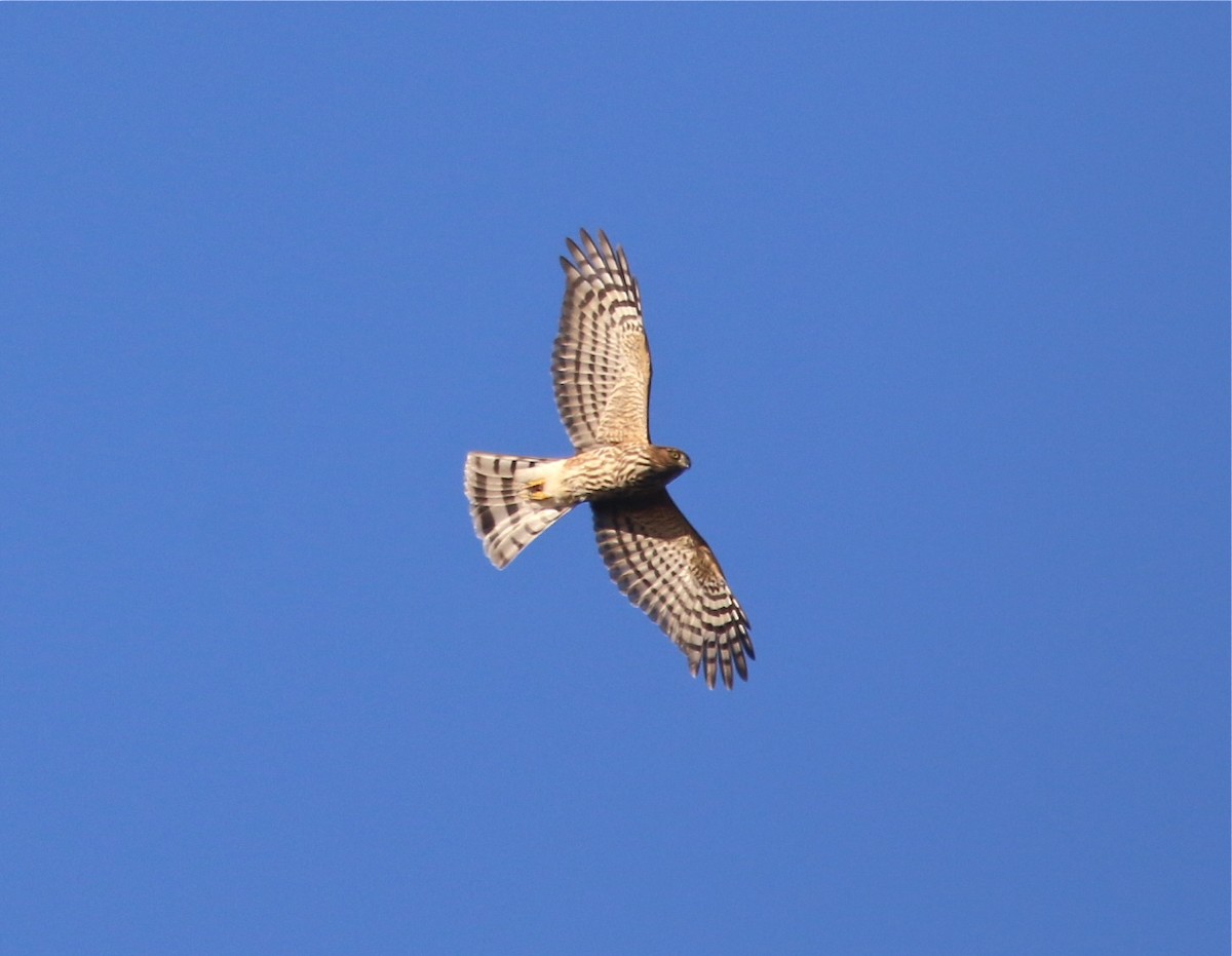 Sharp-shinned Hawk - Pair of Wing-Nuts