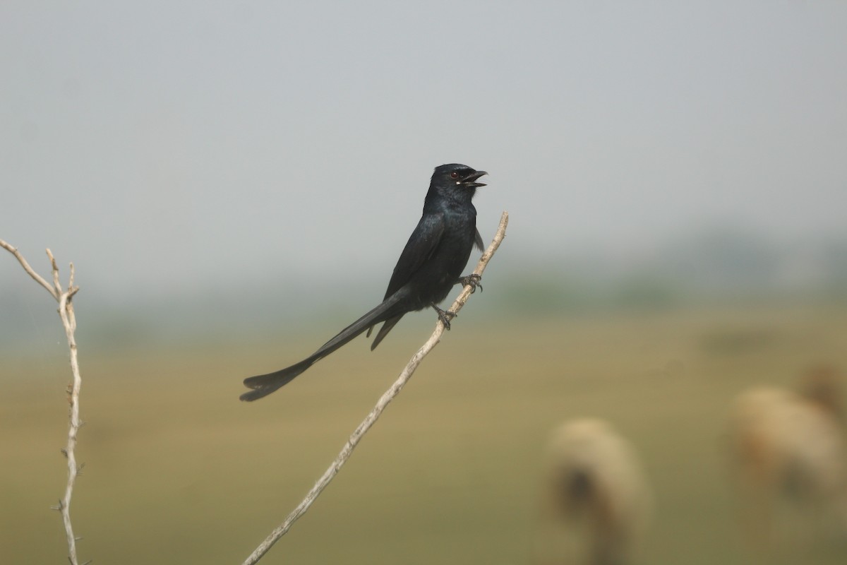 Black Drongo - ML381084121