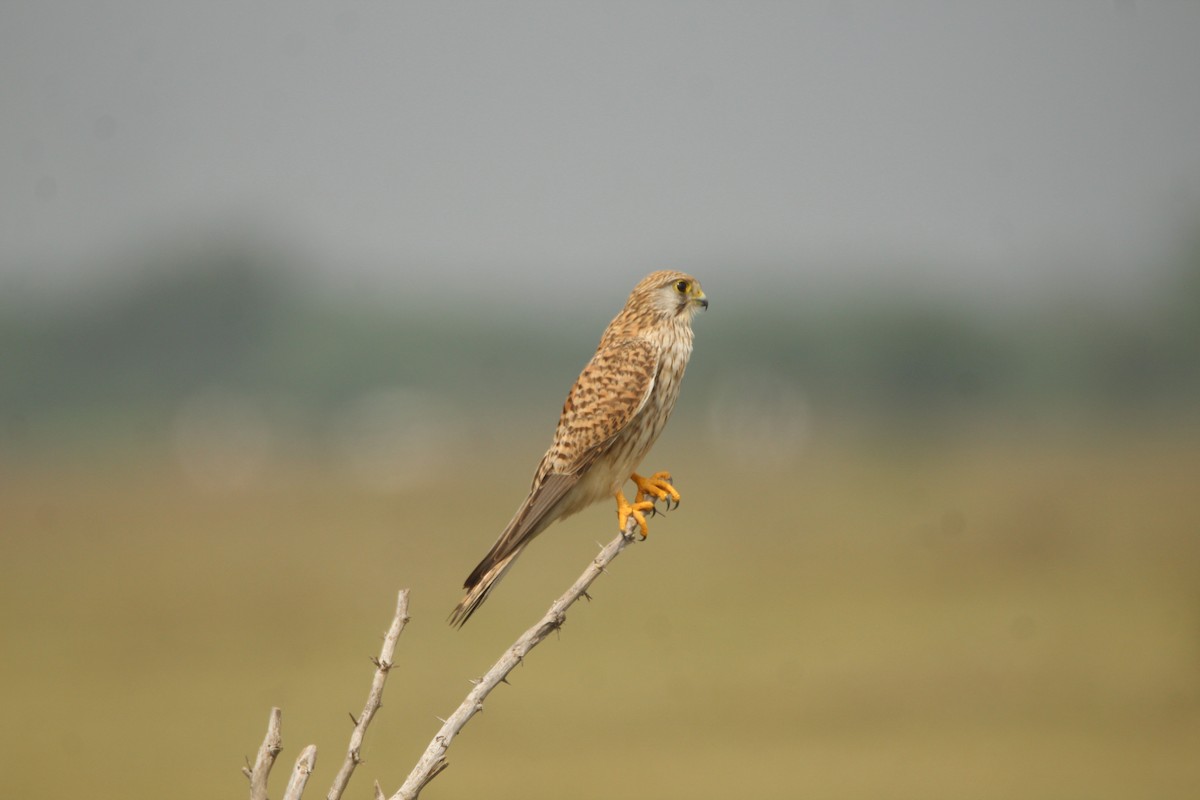 Eurasian Kestrel - ML381084181