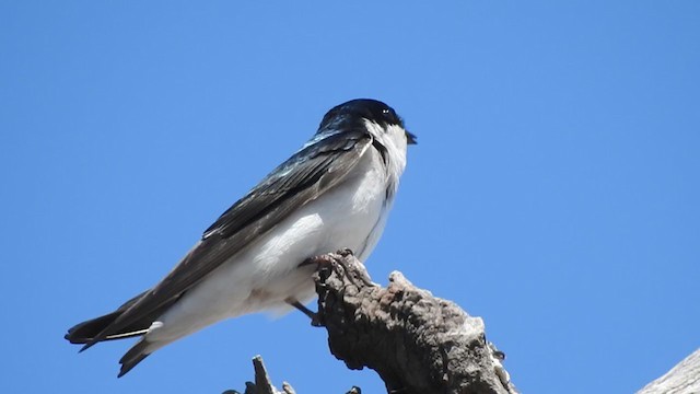 Hirondelle à diadème - ML381084851