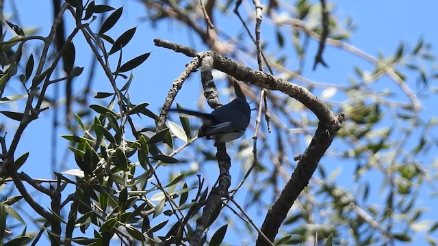 Masked Gnatcatcher - ML381085811