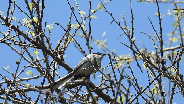 Masked Gnatcatcher - ML381085961