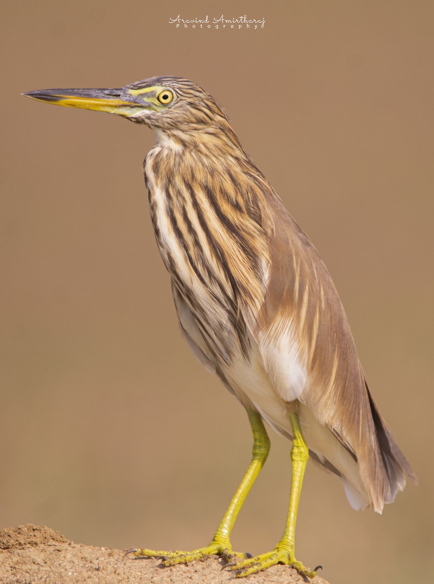 Indian Pond-Heron - ML381086871