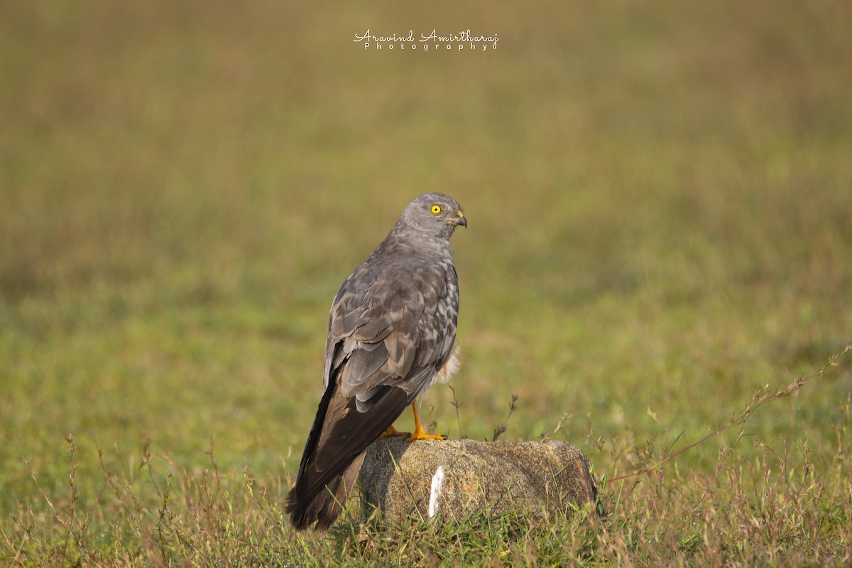 Montagu's Harrier - ML381086911