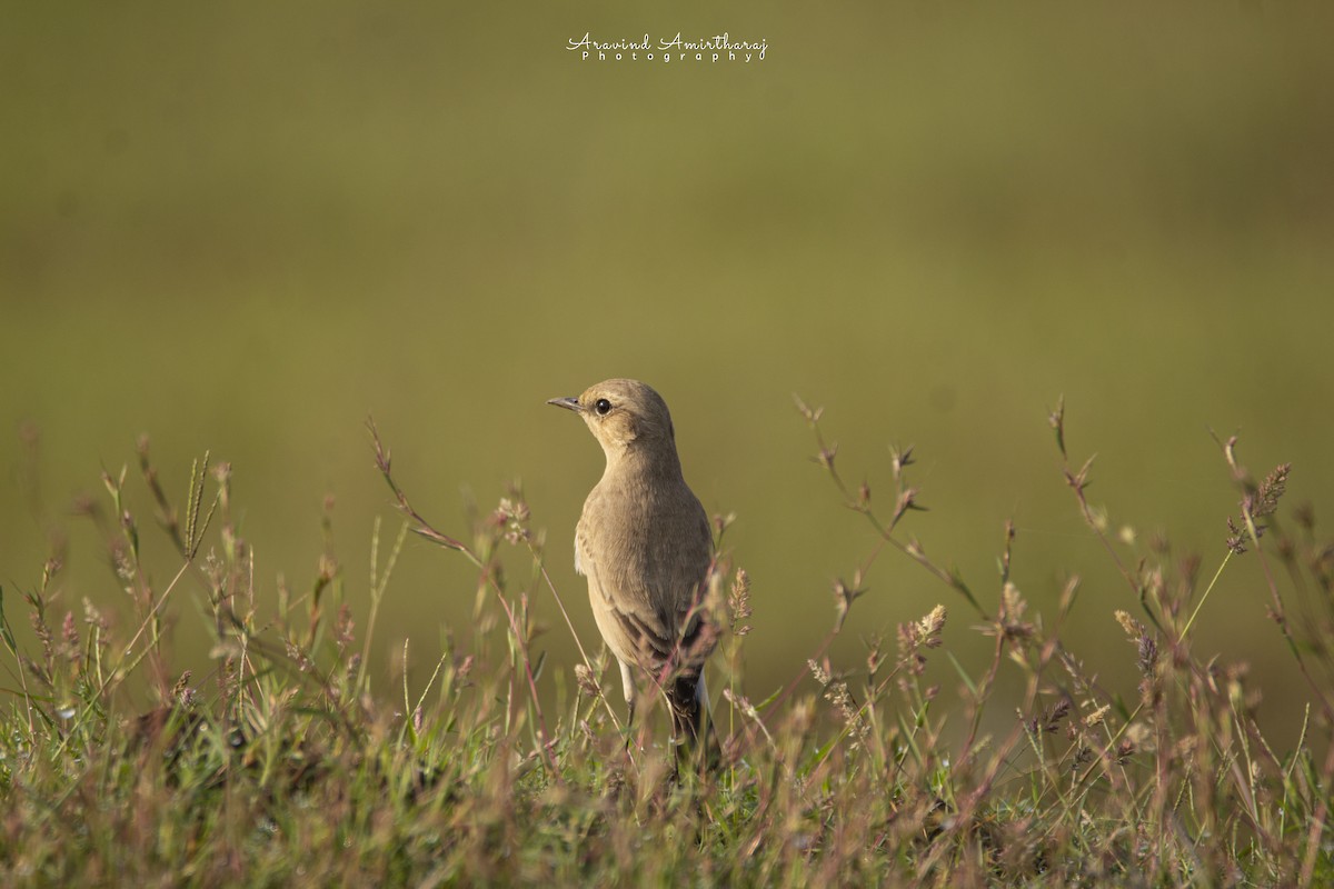 Isabelline Wheatear - ML381086981