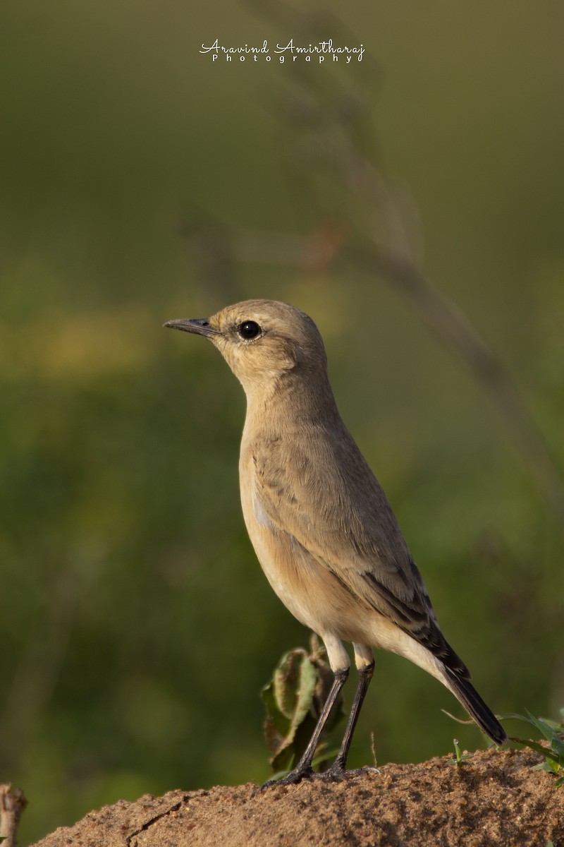 Isabelline Wheatear - ML381086991