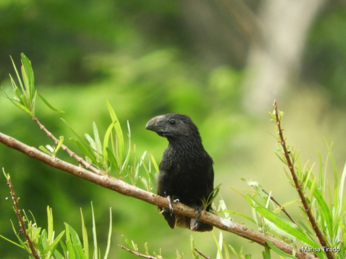 Groove-billed Ani - ML381087031