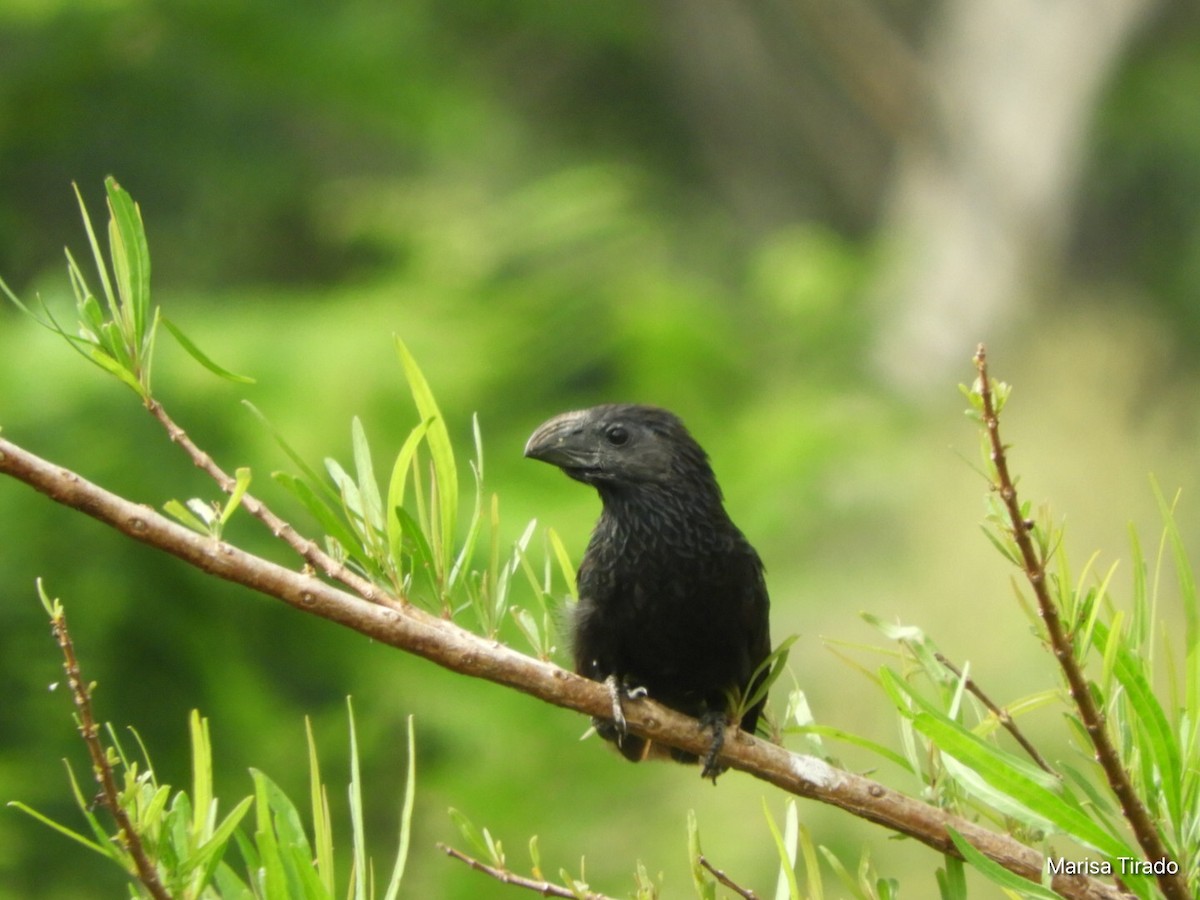Groove-billed Ani - ML381087061