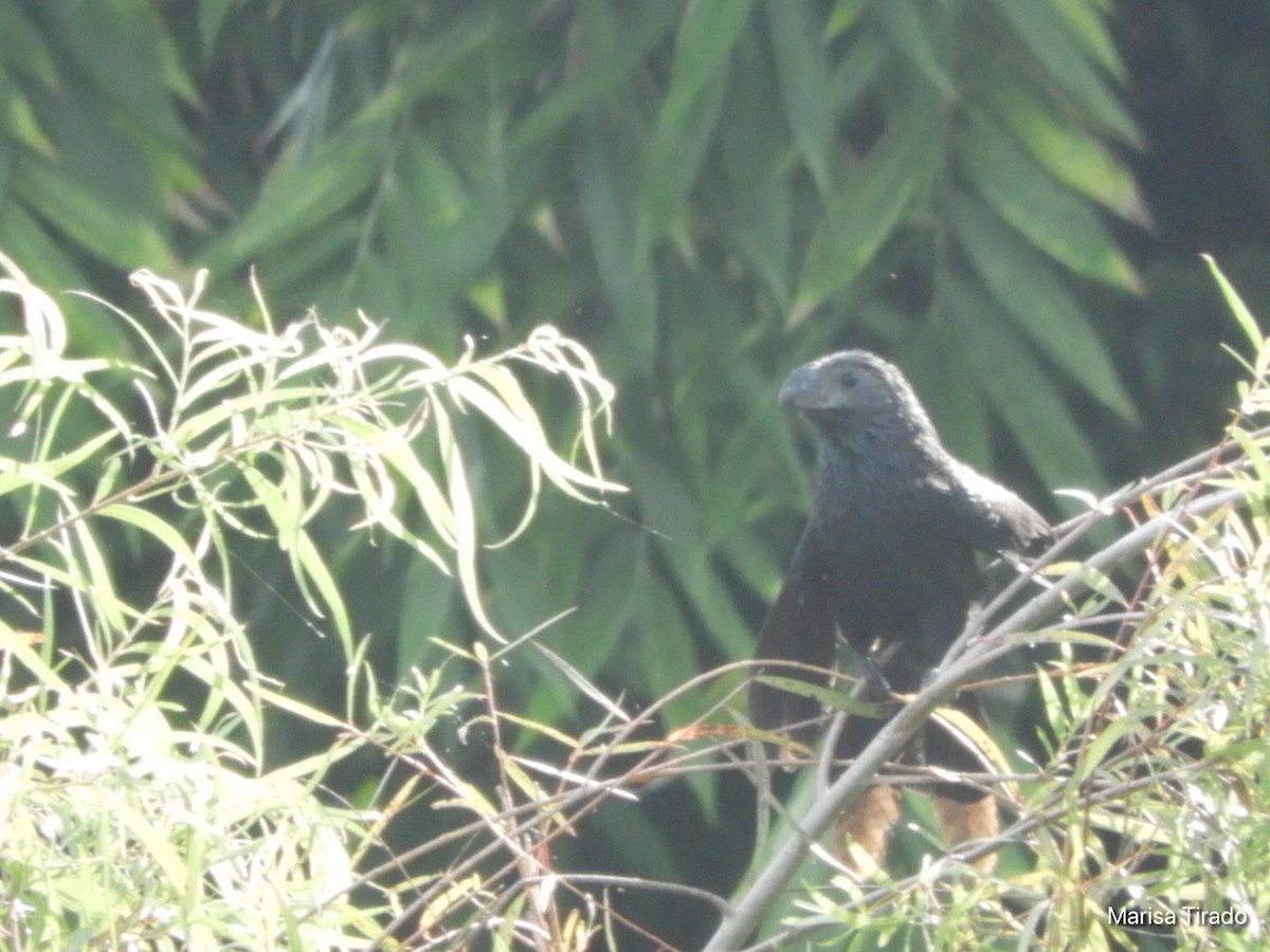 Groove-billed Ani - ML381087071