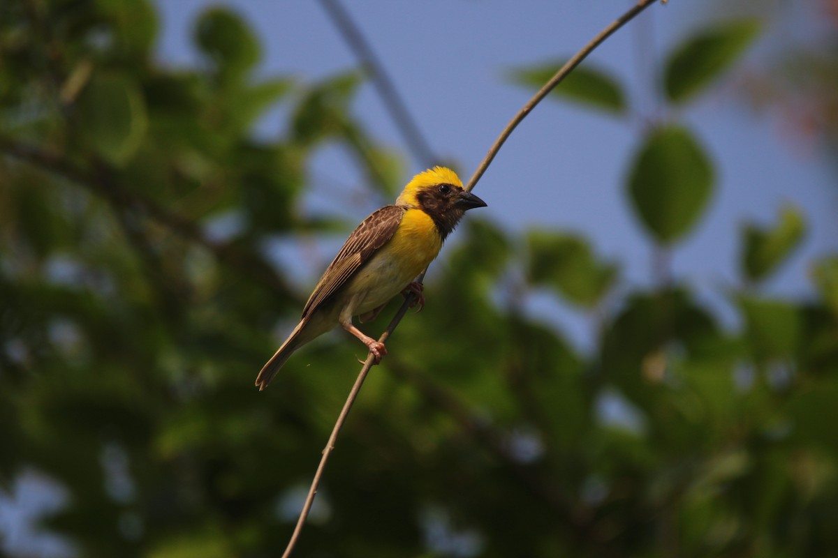 Baya Weaver - ML381087101