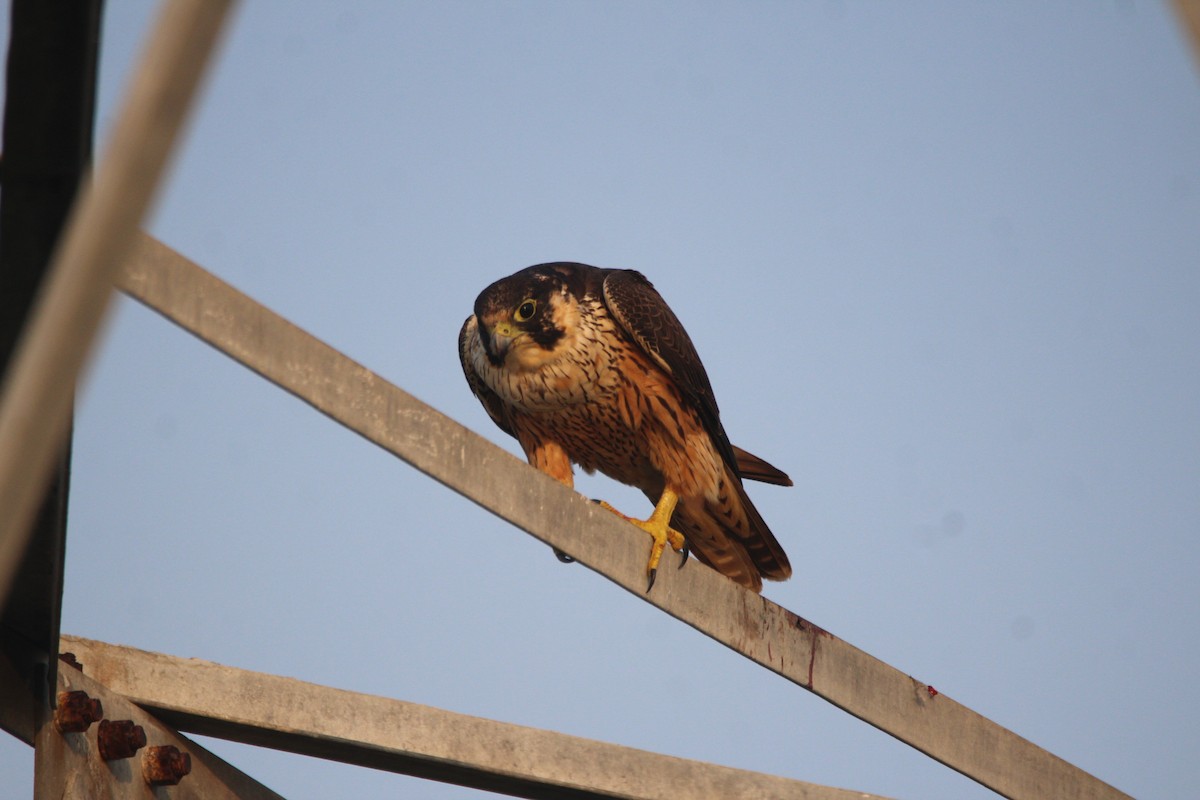 Halcón Peregrino (peregrinator) - ML381087121