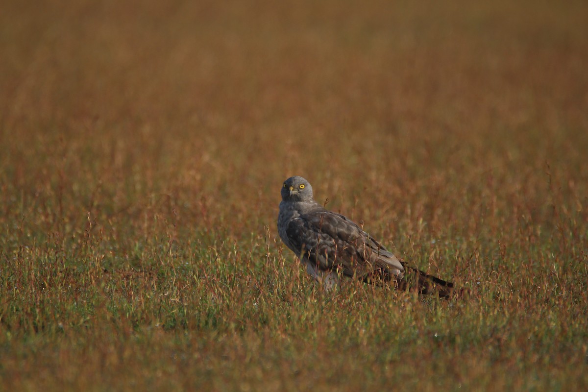 Нугын хулд - ML381087221