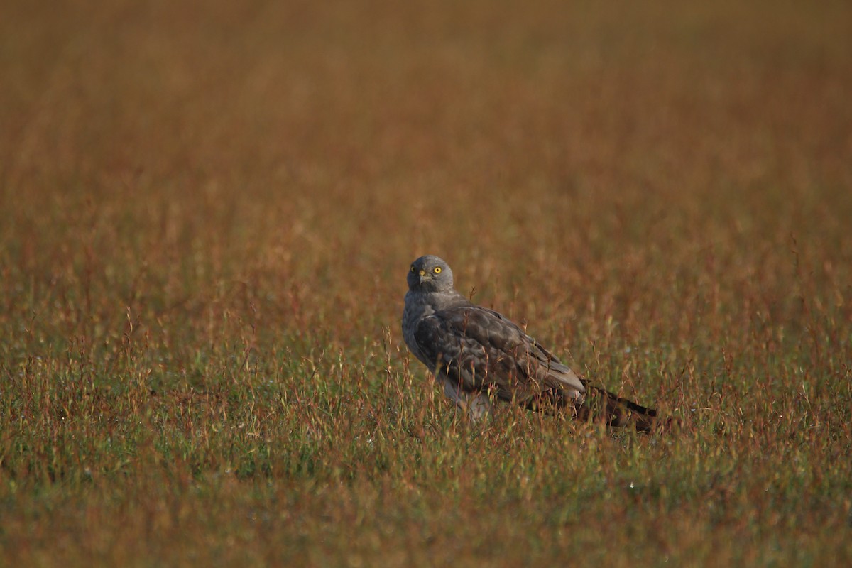 Montagu's Harrier - ML381087221