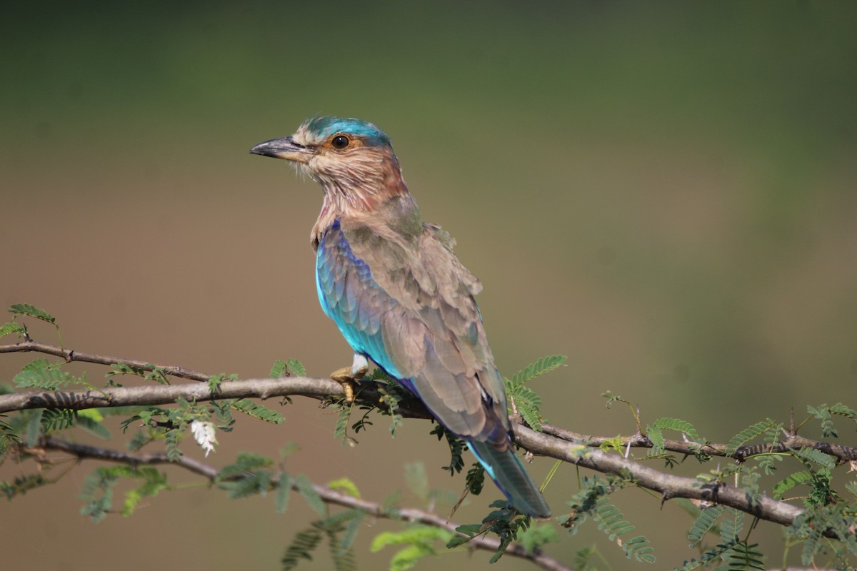 Indian Roller - ML381087361