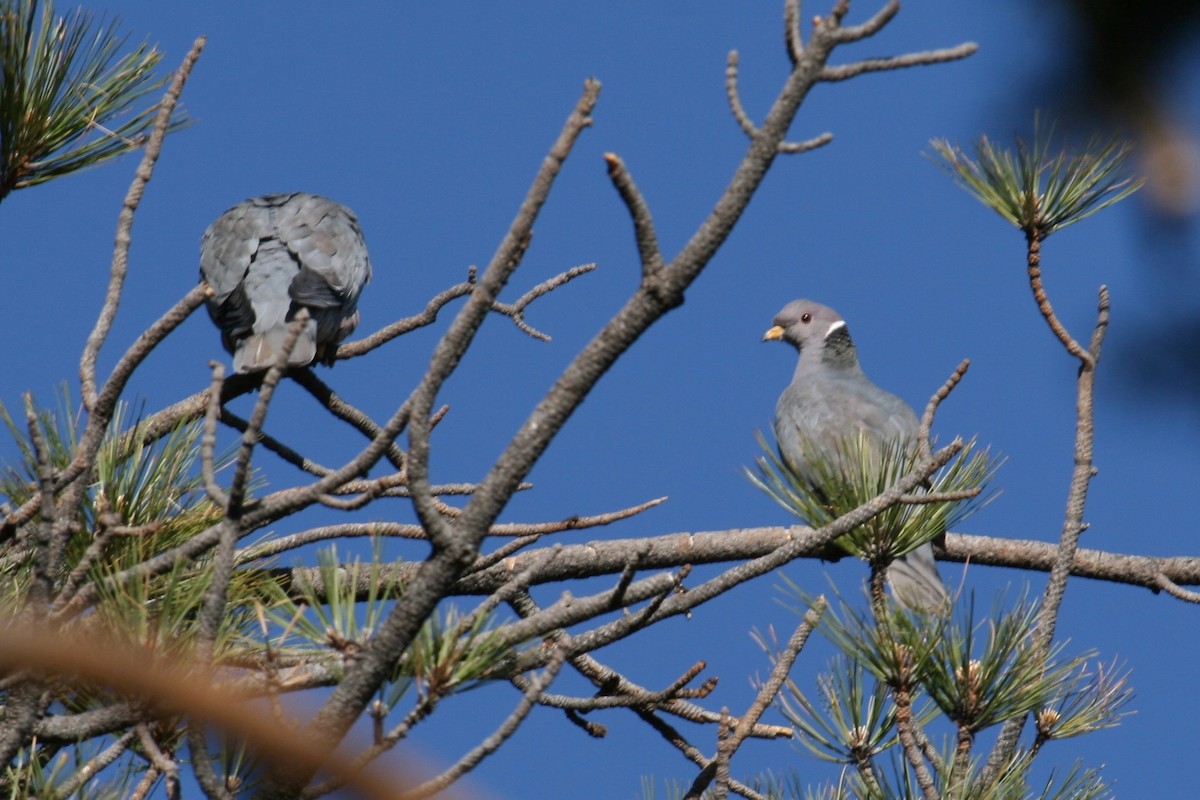 Band-tailed Pigeon - ML38108881