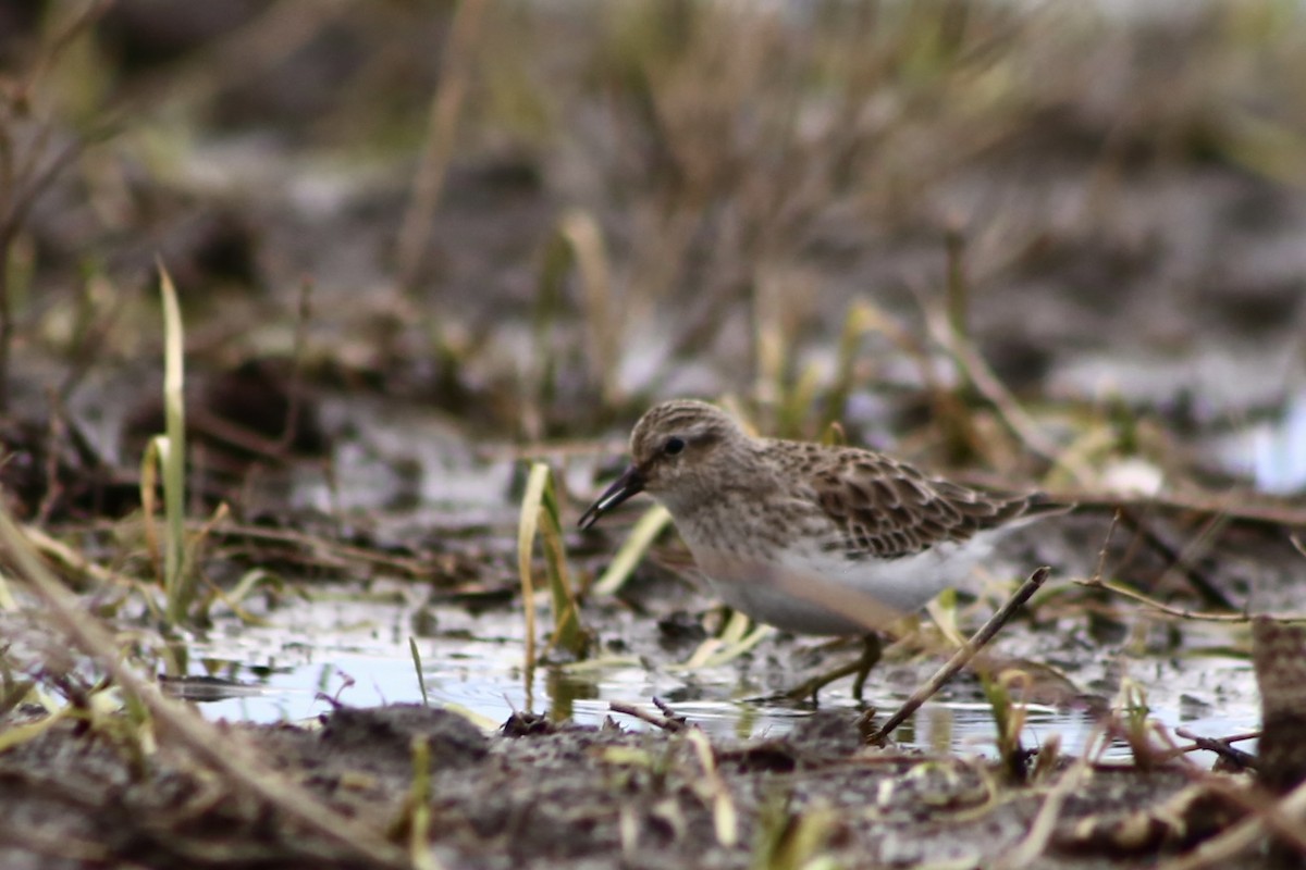 Least Sandpiper - ML381089471