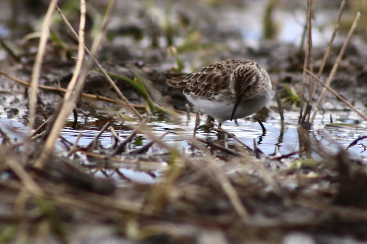 Least Sandpiper - ML381089501