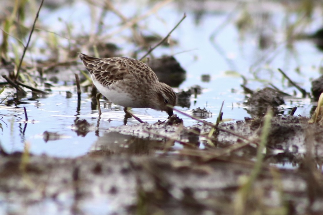 Least Sandpiper - ML381089521