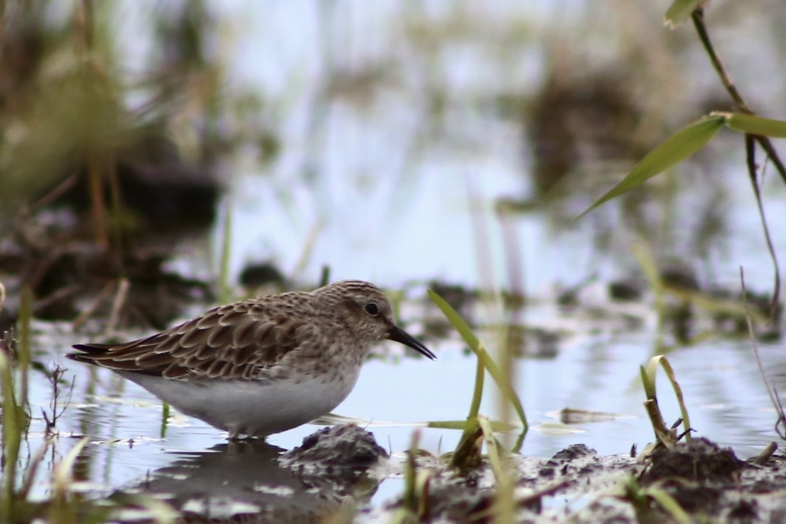 Least Sandpiper - ML381089531