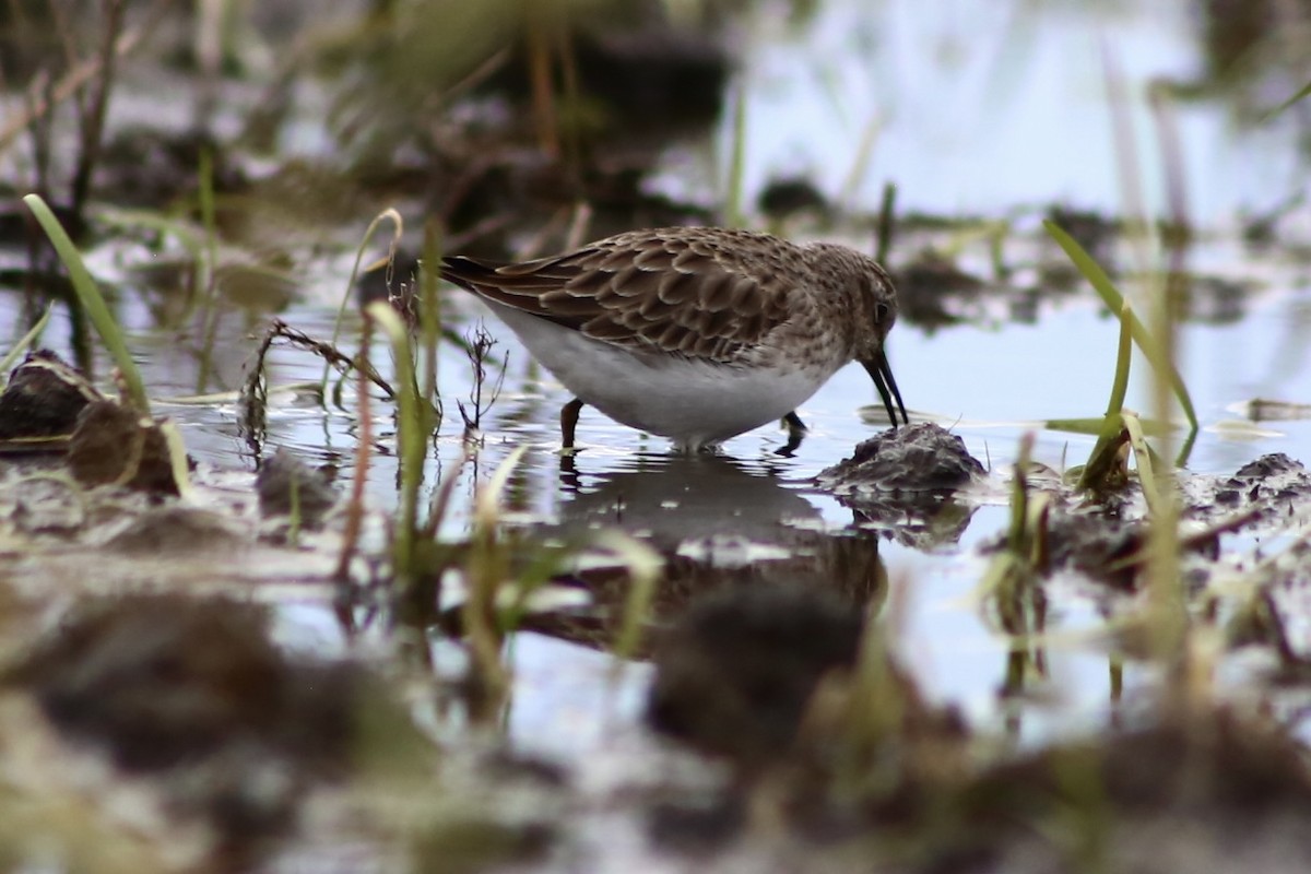 Least Sandpiper - ML381089541