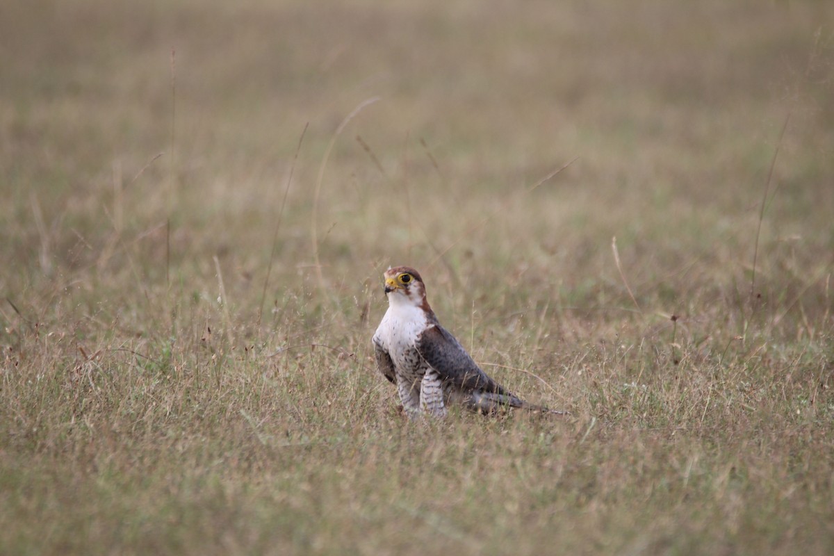 Red-necked Falcon - ML381089561
