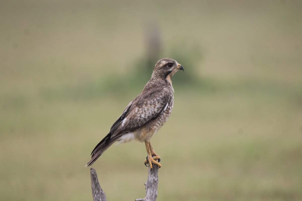 White-eyed Buzzard - ML381089641