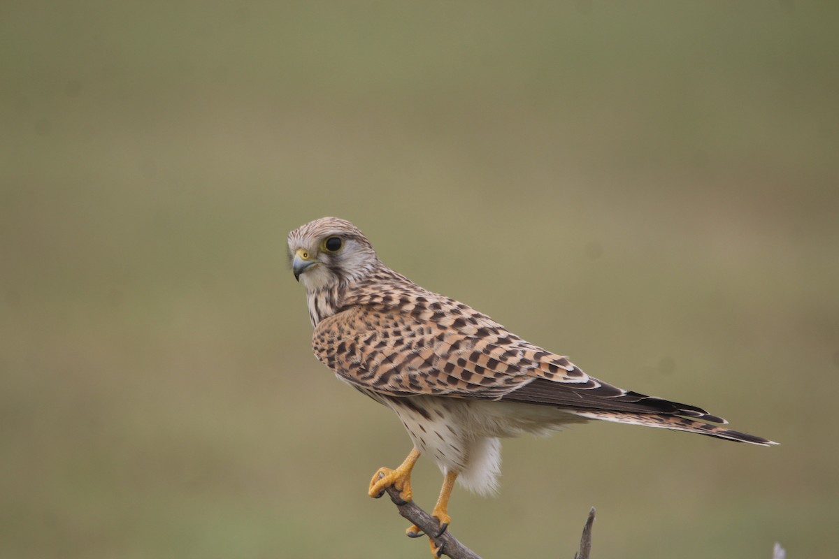 Eurasian Kestrel - ML381089731