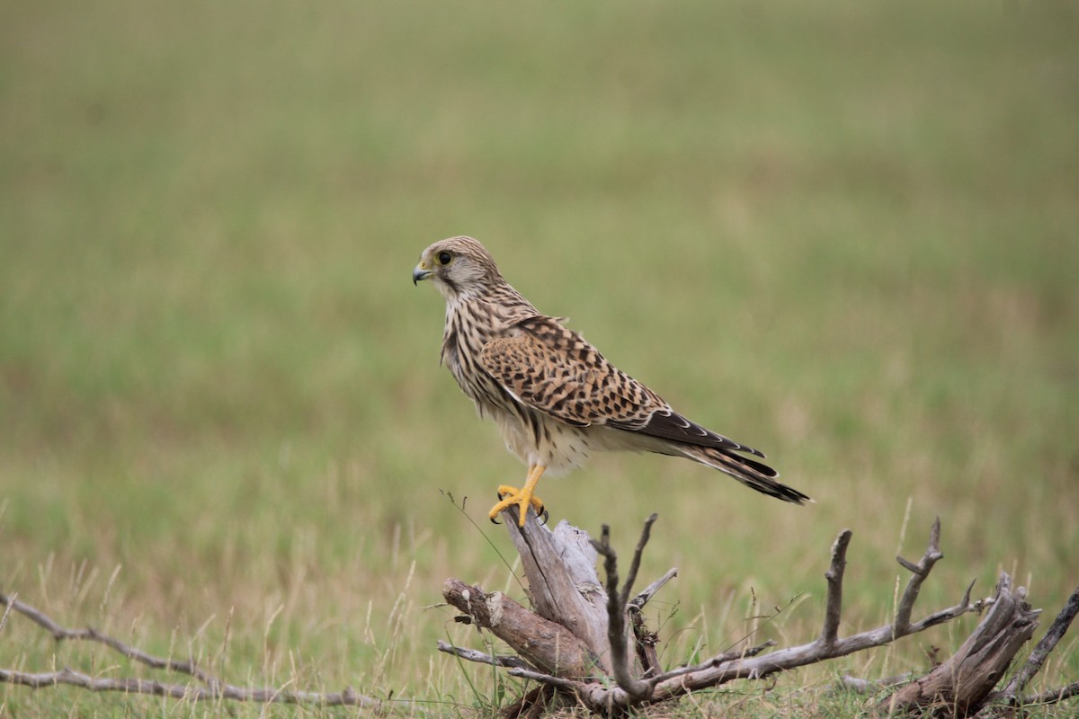 Eurasian Kestrel - ML381089741