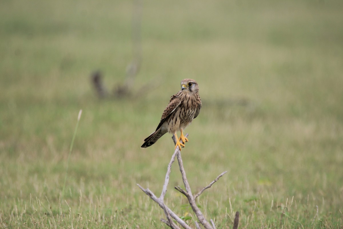 Eurasian Kestrel - ML381089751