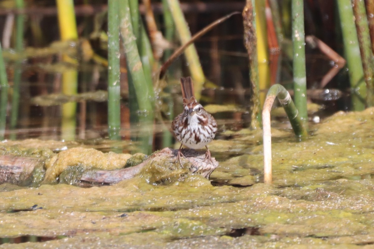 Song Sparrow - ML381090281