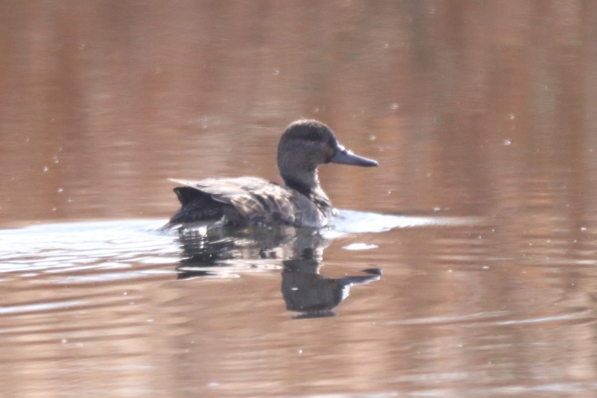 Green-winged Teal - ML381090591