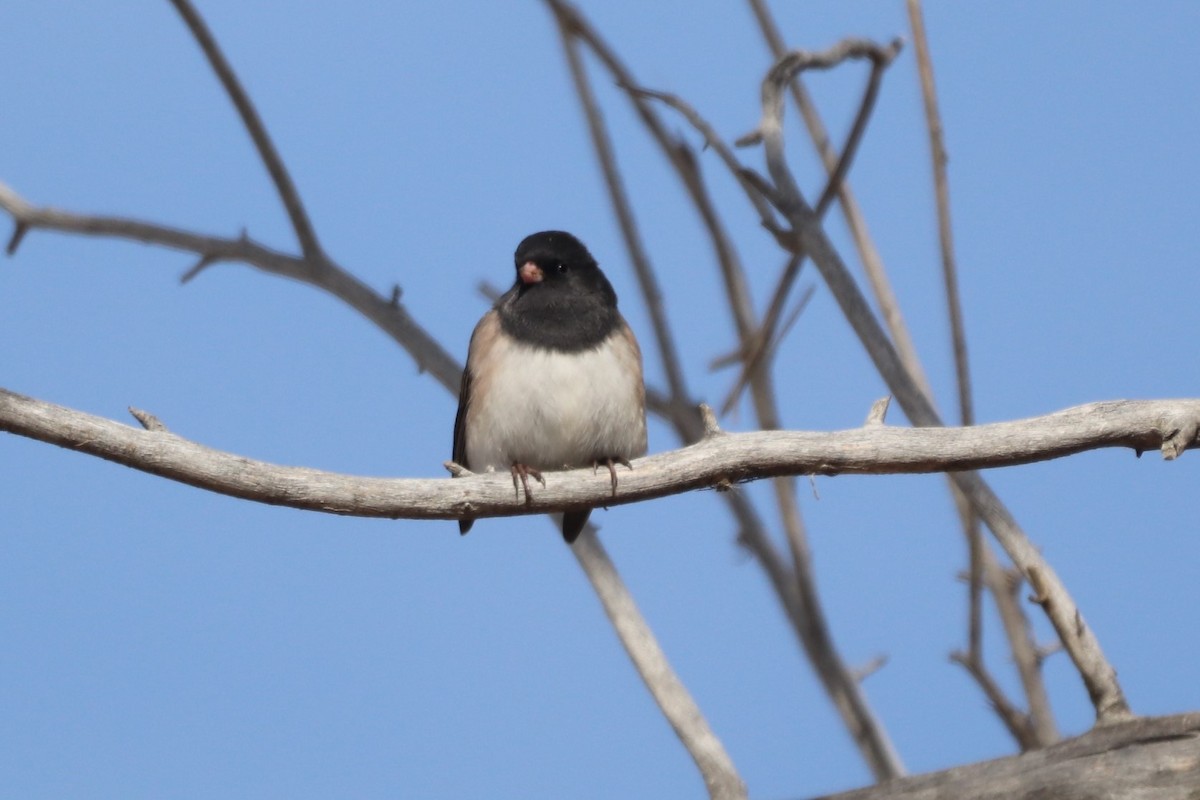 Dark-eyed Junco - ML381091291